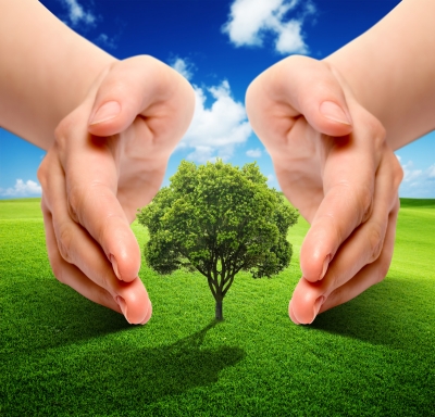 family tree