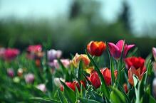happy easter